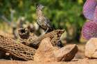 Greater Roadrunner in desert-Pima County-Arizona Art Print